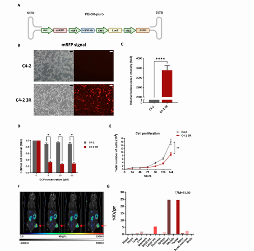 A Preliminary Evaluation of 177Lu-PSMA-617-Based Targeted Radioligand Therapy with X-Ray Stimulated PSMA Relocation Using the PiggyBac Reporter-Gene-Engineered Orthotopic Prostate Tumor Model